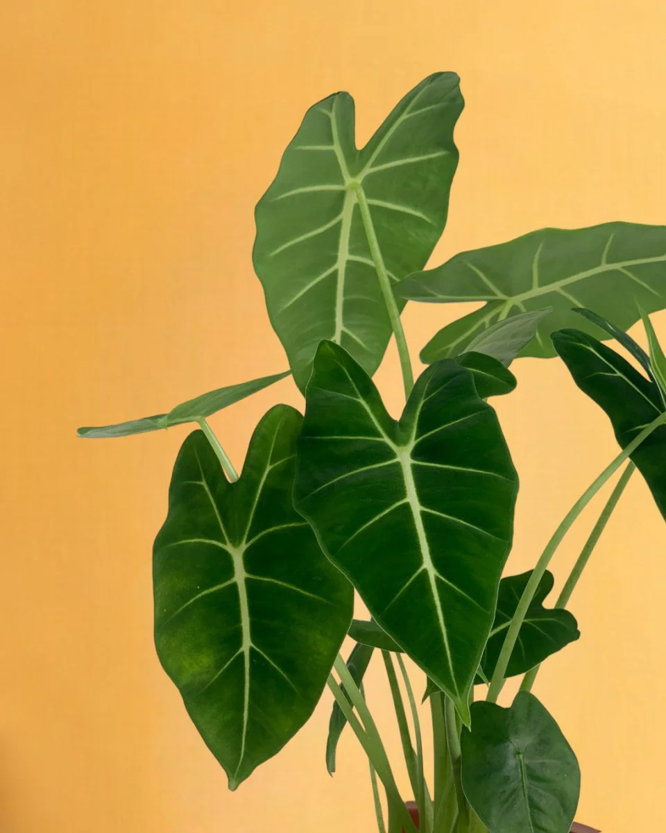 Alocasia Green Velvet (0.3m) - Image 6