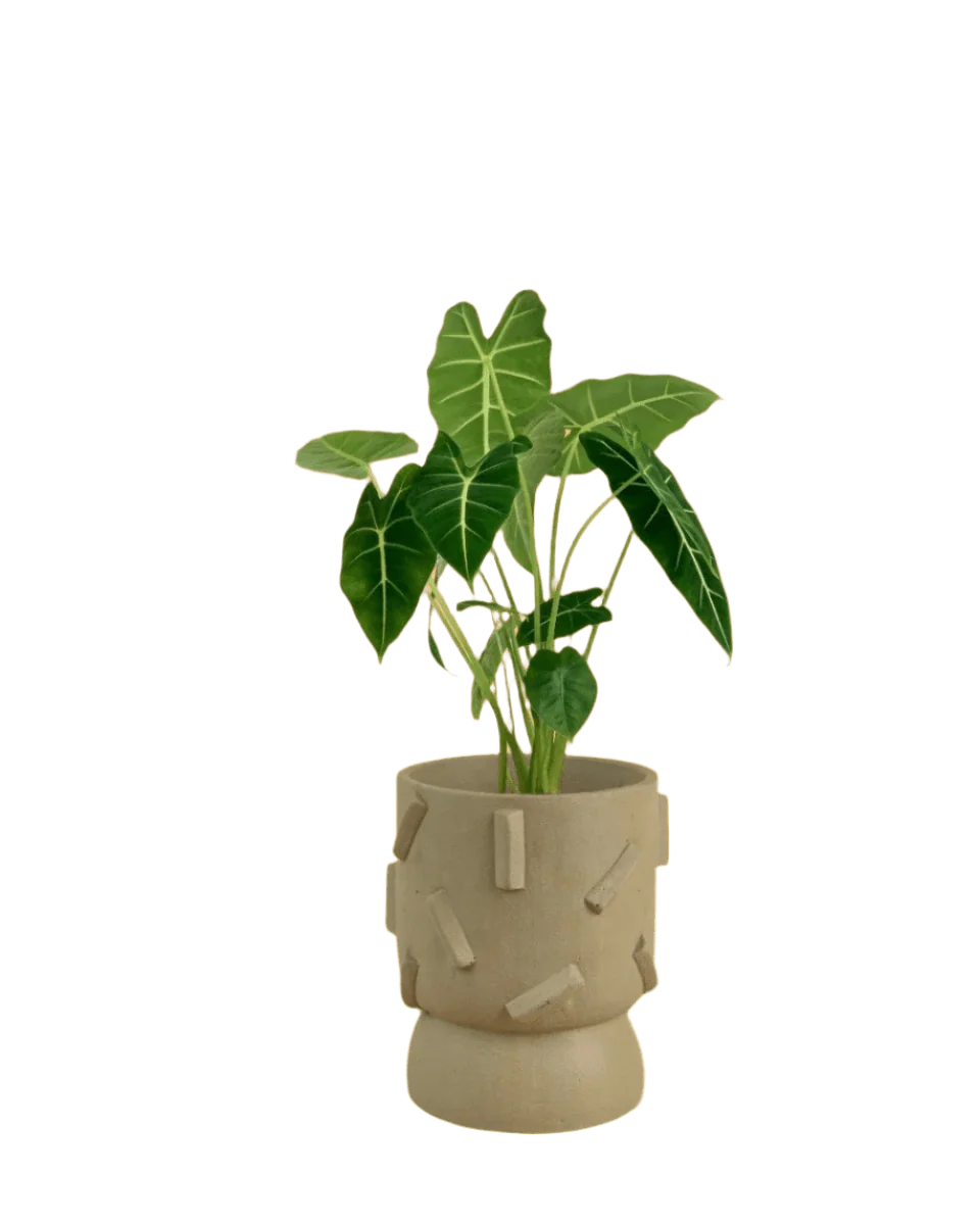 Alocasia Green Velvet (0.3m) - Image 7