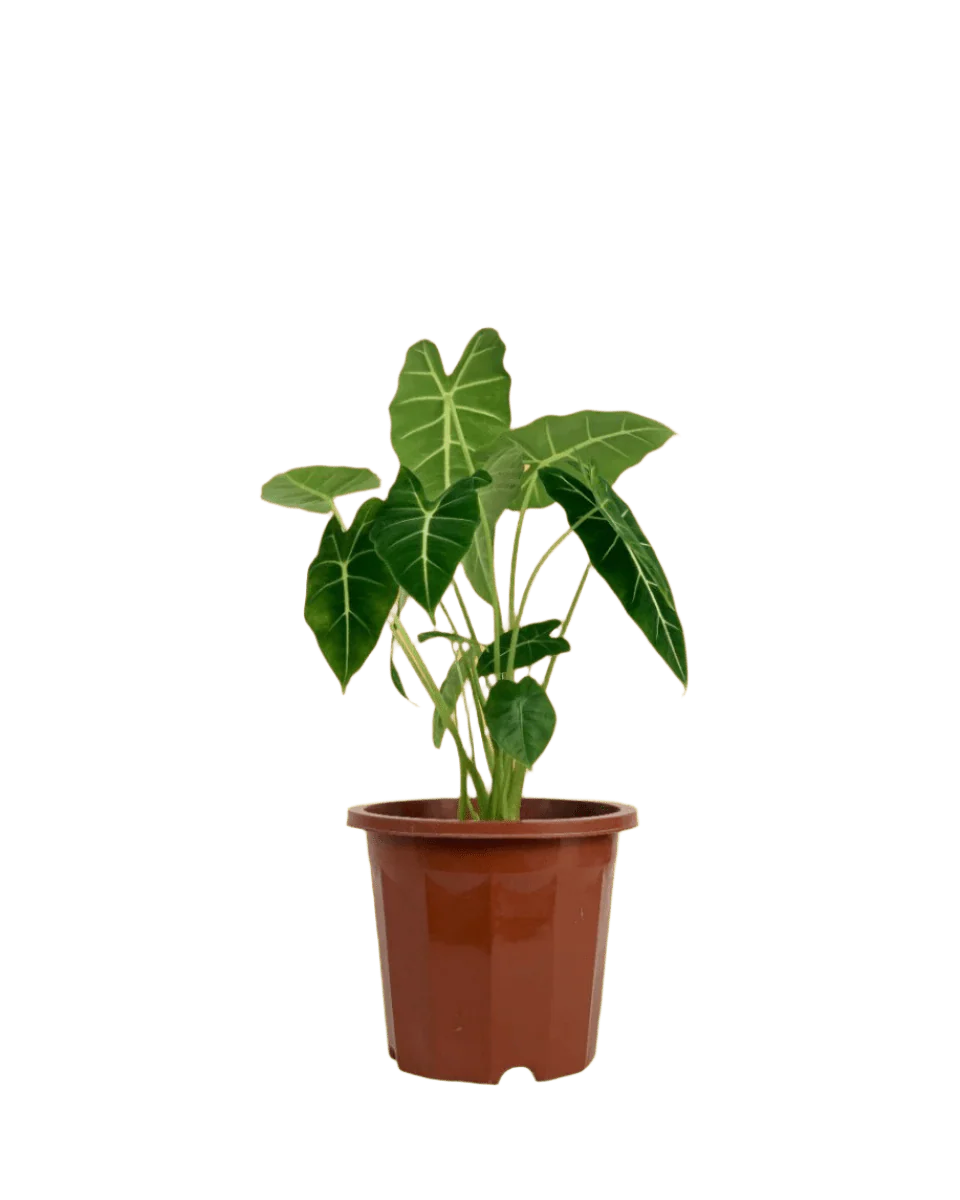 Alocasia Green Velvet (0.3m) - Image 8