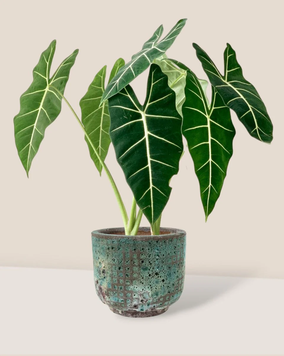 Alocasia Green Velvet (0.7m) - Image 4