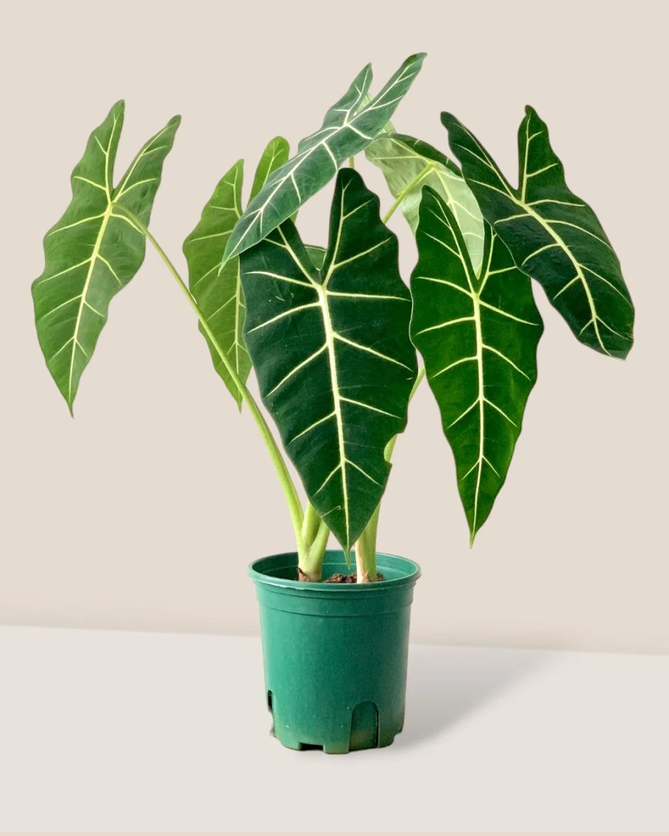 Alocasia Green Velvet (0.7m) - Image 5