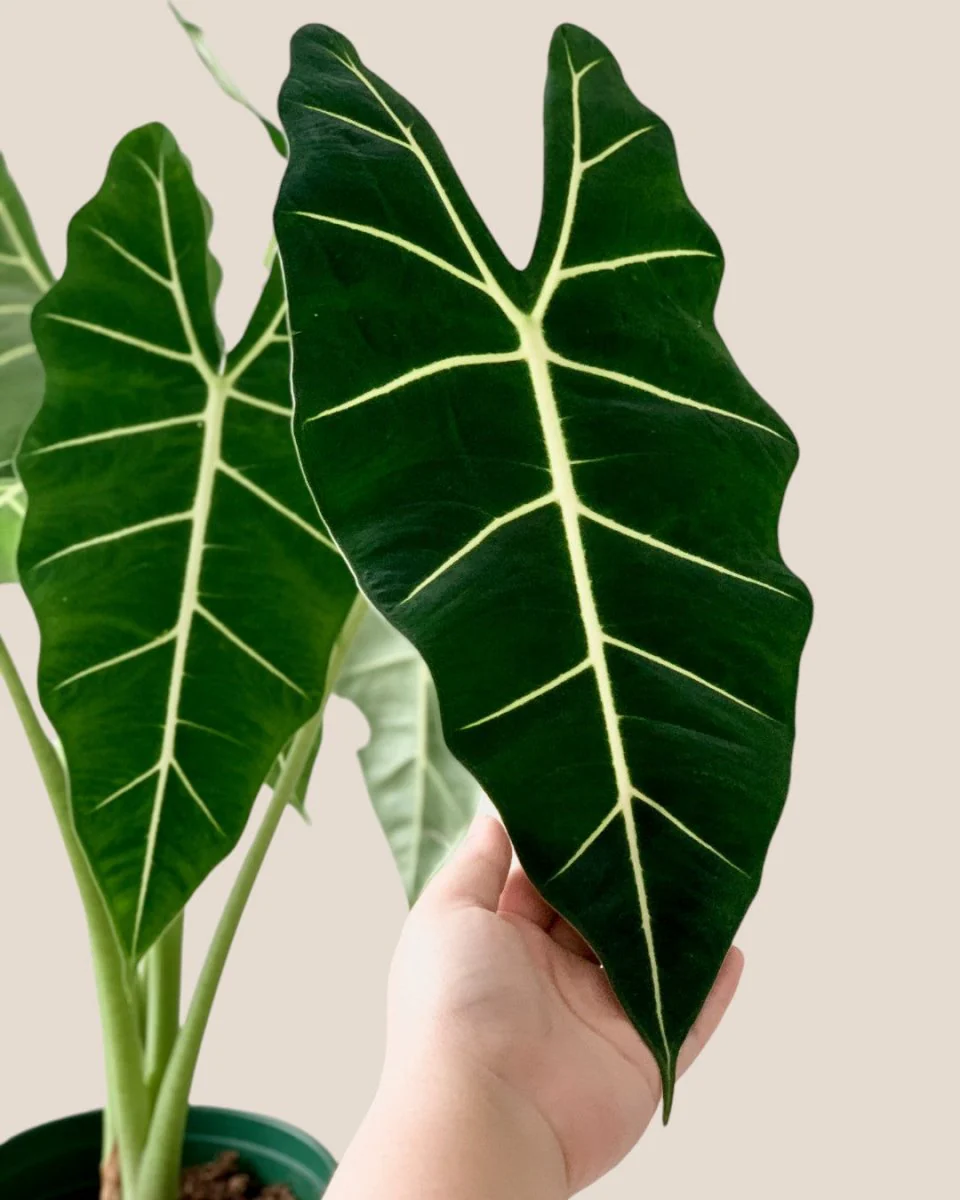Alocasia Green Velvet (0.7m) - Image 6