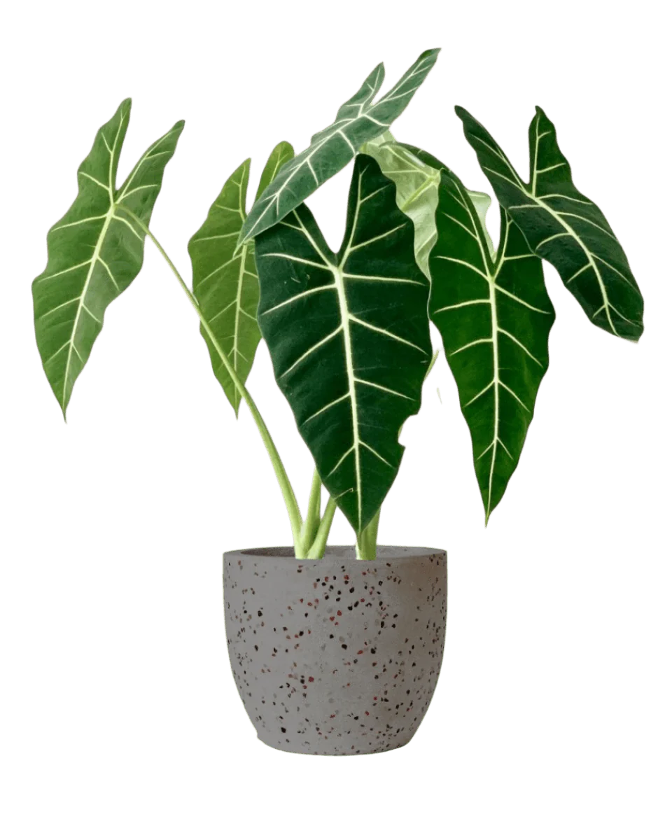Alocasia Green Velvet (0.7m) - Image 7