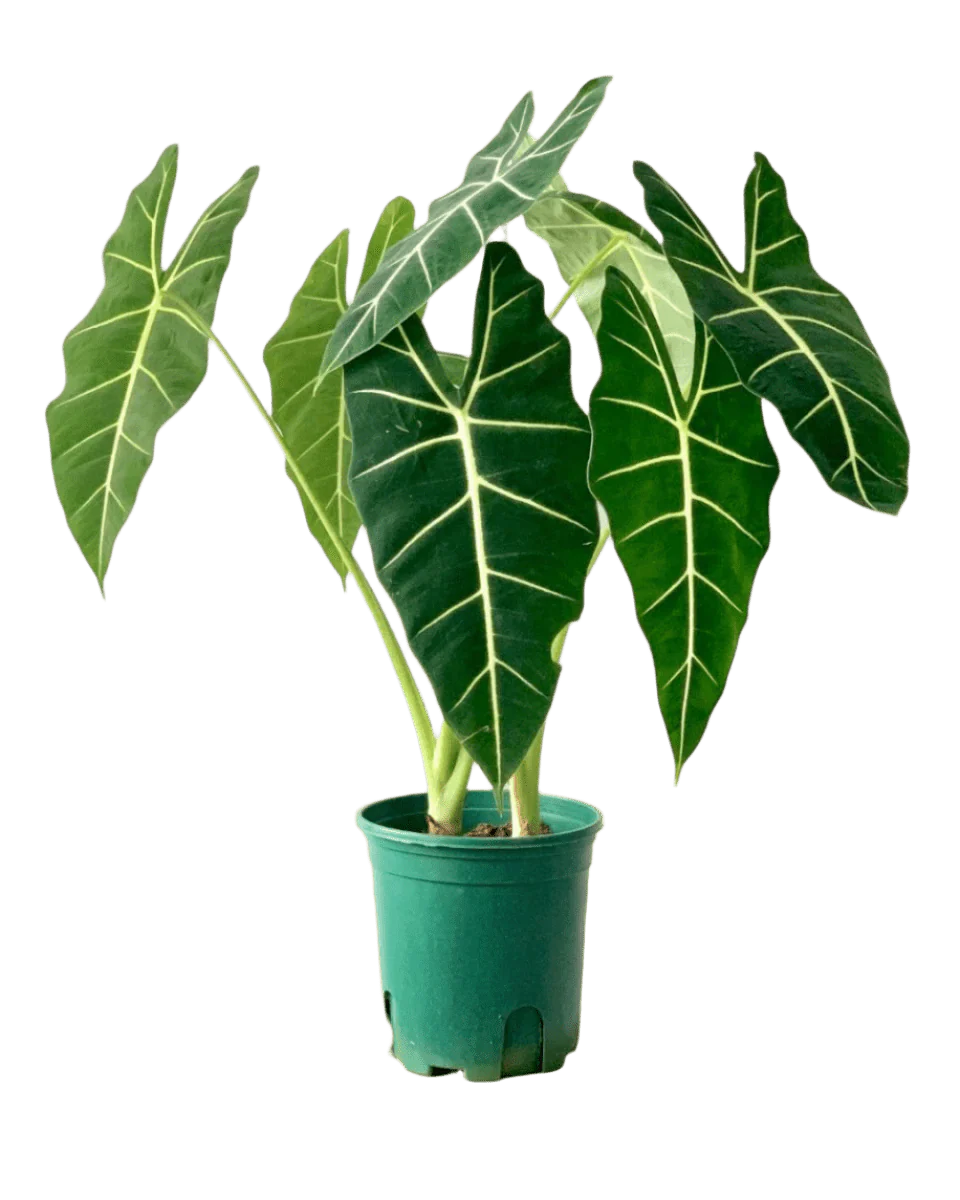 Alocasia Green Velvet (0.7m) - Image 8