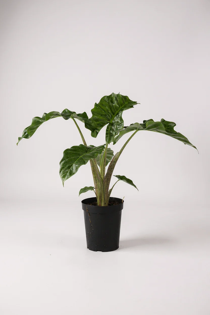 Alocasia Macrorrhizos ‘Lutea’ - Image 7