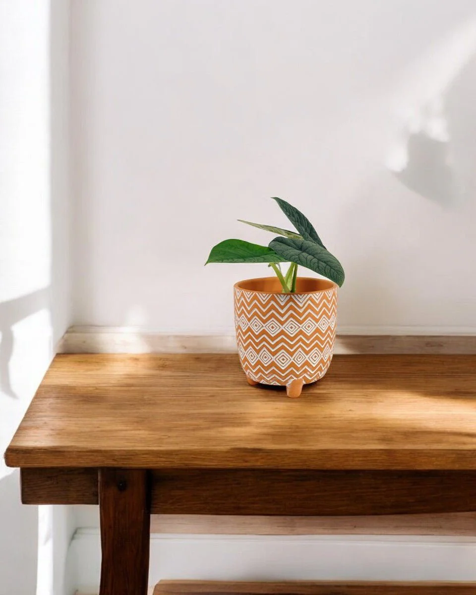 Alocasia Melo - Image 2
