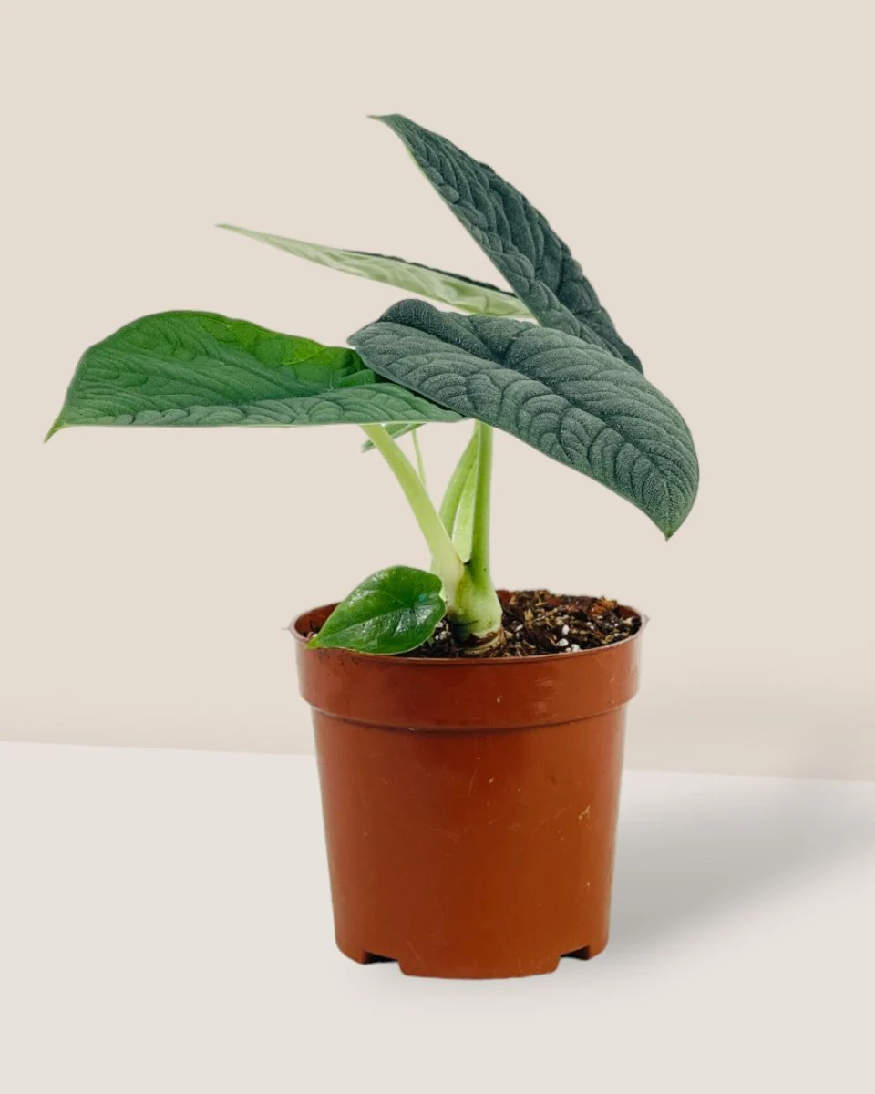 Alocasia Melo - Image 3