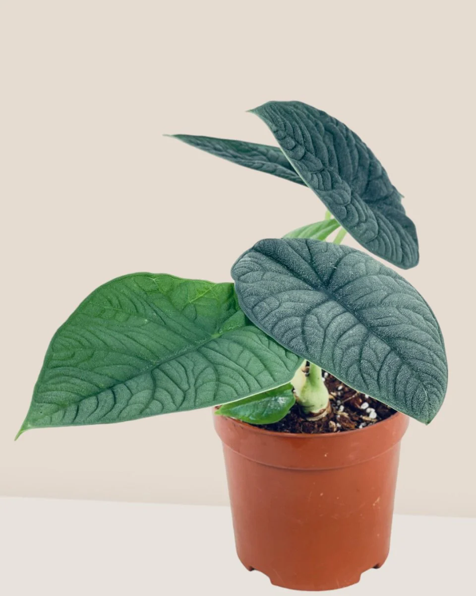 Alocasia Melo - Image 4