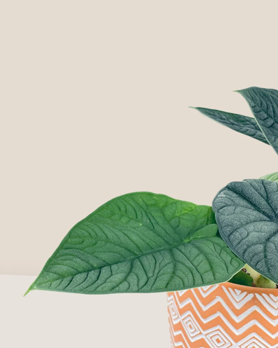 Alocasia Melo - Image 5