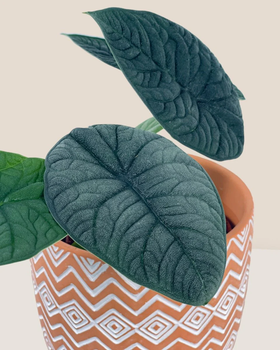 Alocasia Melo - Image 6