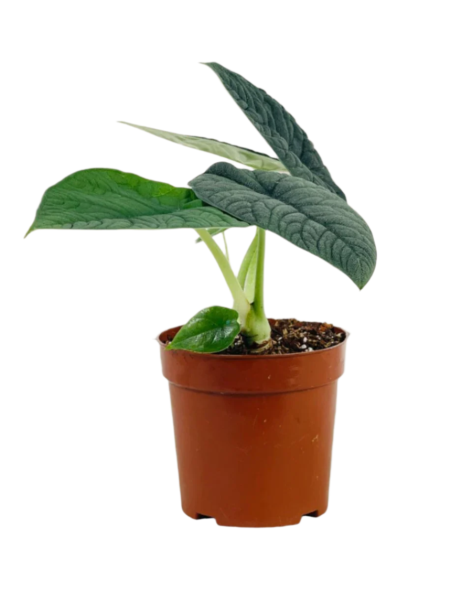 Alocasia Melo - Image 7