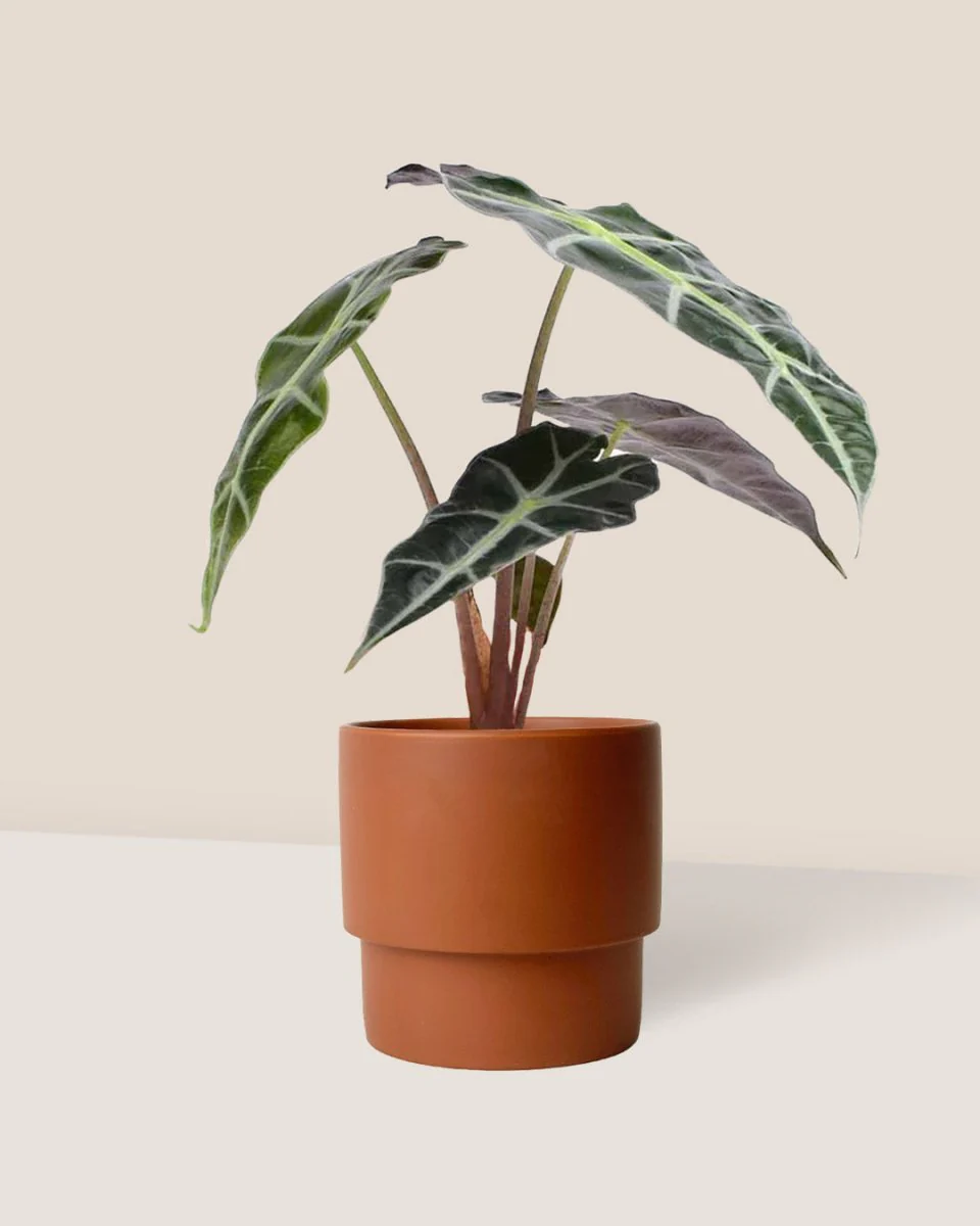 Alocasia Polly Plant - Image 3