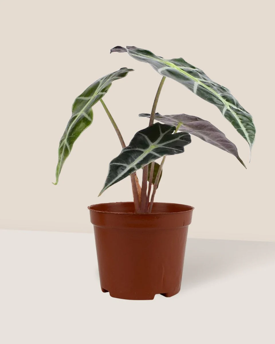 Alocasia Polly Plant - Image 4