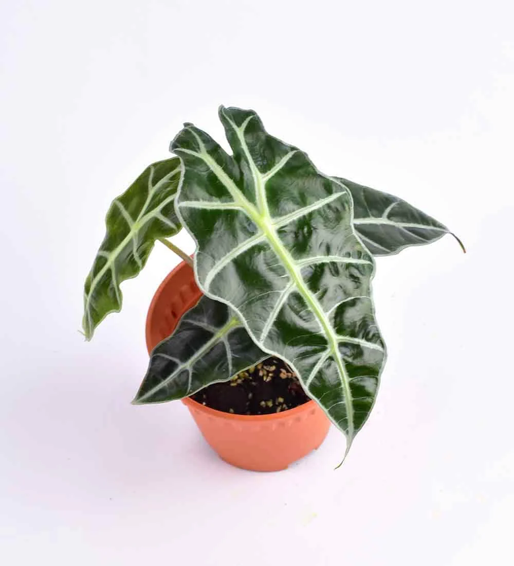Alocasia Polly Plant - Image 5