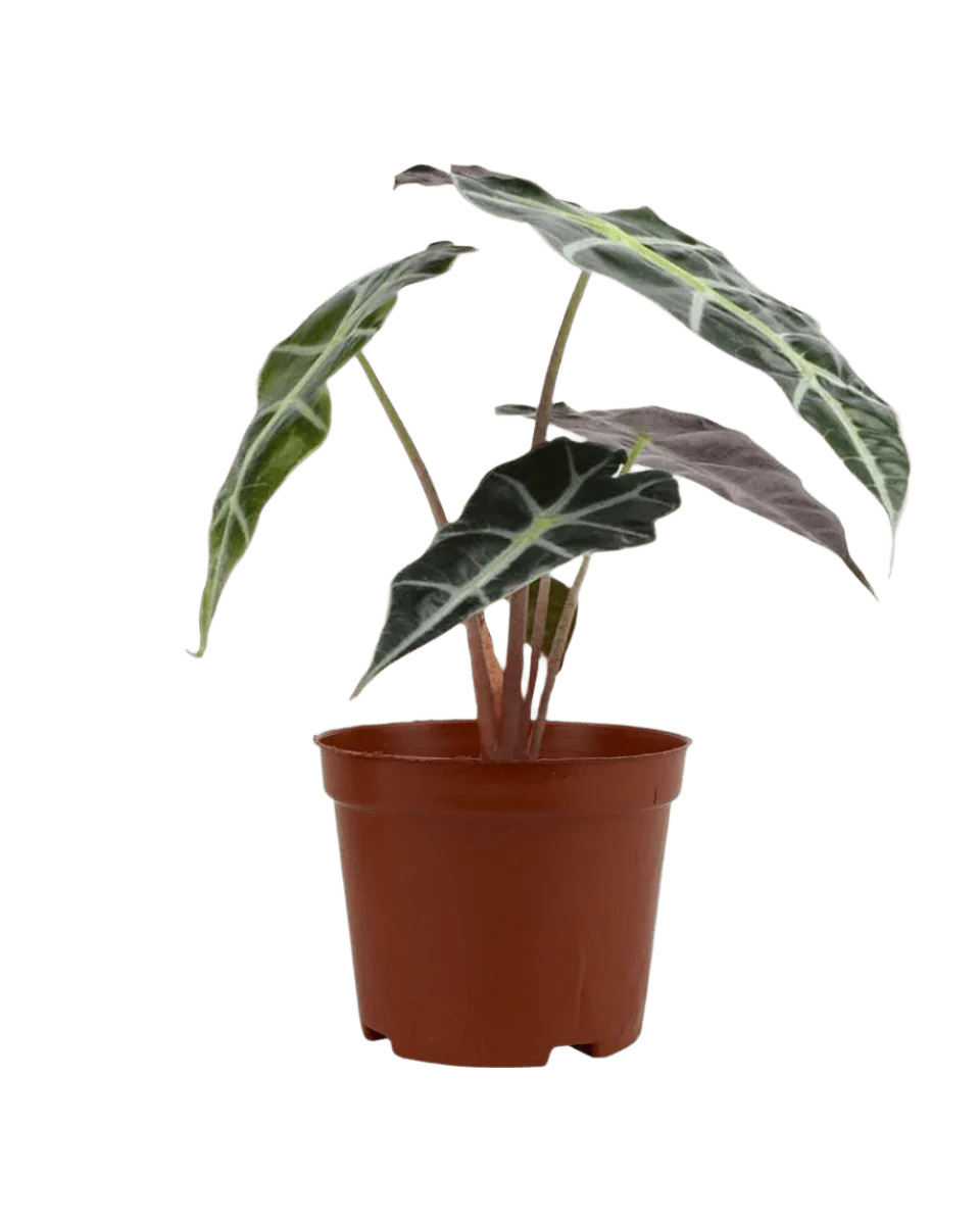 Alocasia Polly Plant - Image 6