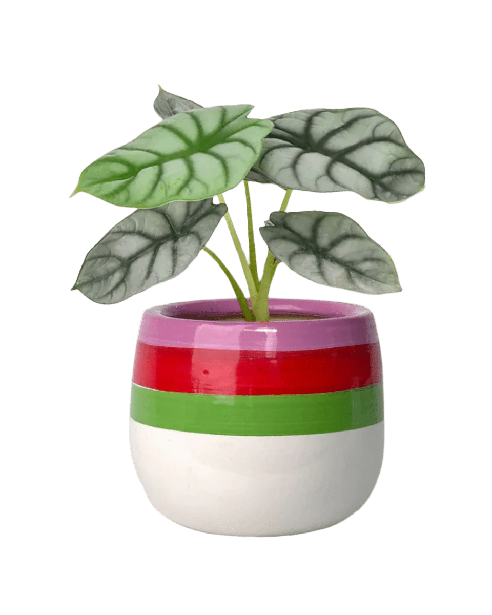 Alocasia Silver Dragon - Image 10