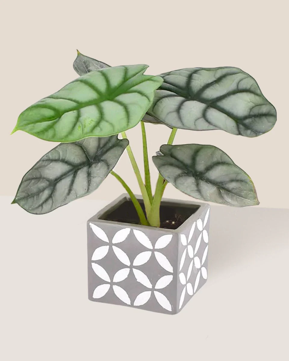 Alocasia Silver Dragon - Image 3