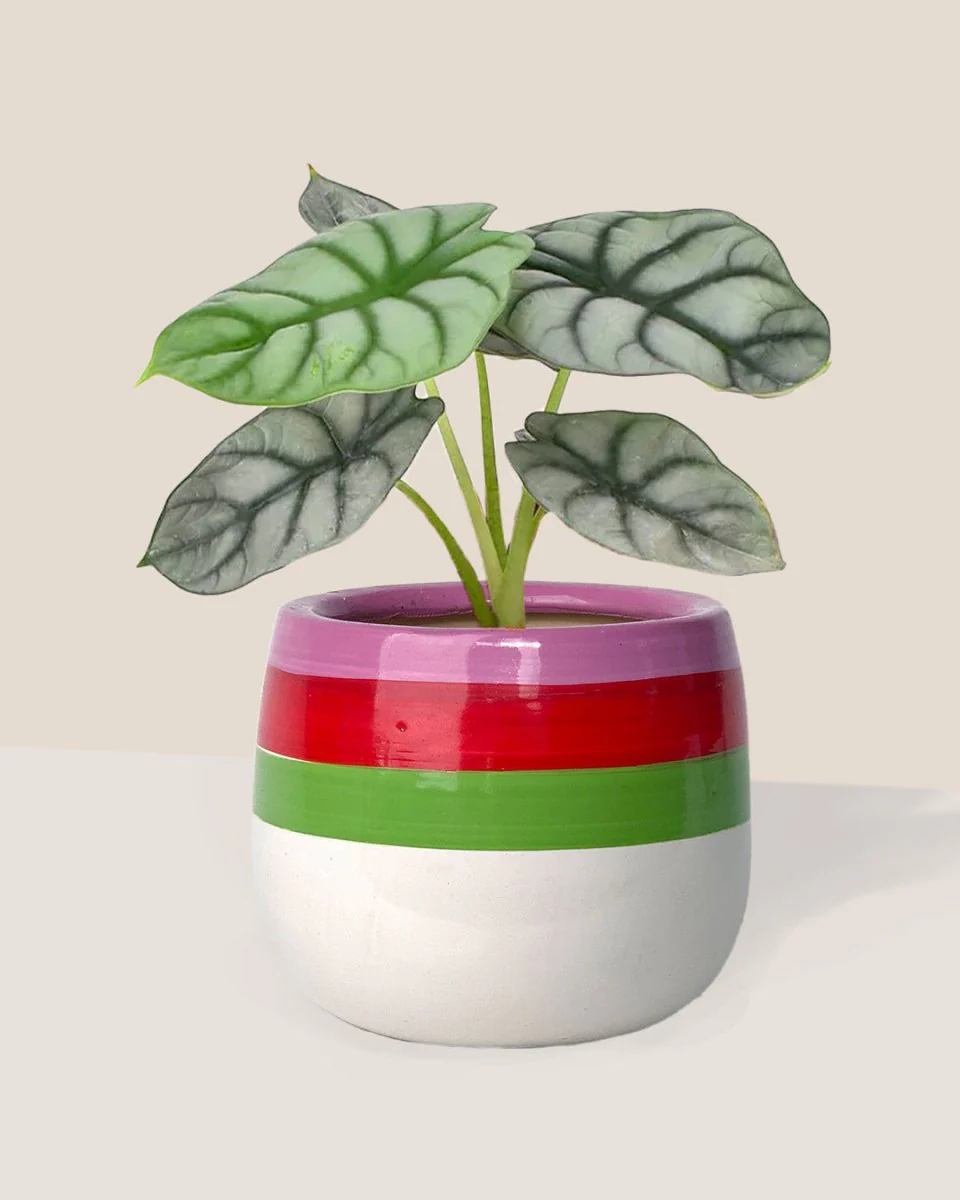 Alocasia Silver Dragon - Image 4