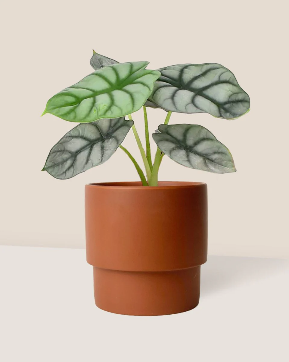 Alocasia Silver Dragon - Image 5