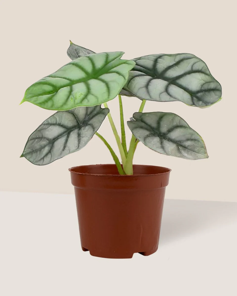 Alocasia Silver Dragon - Image 6