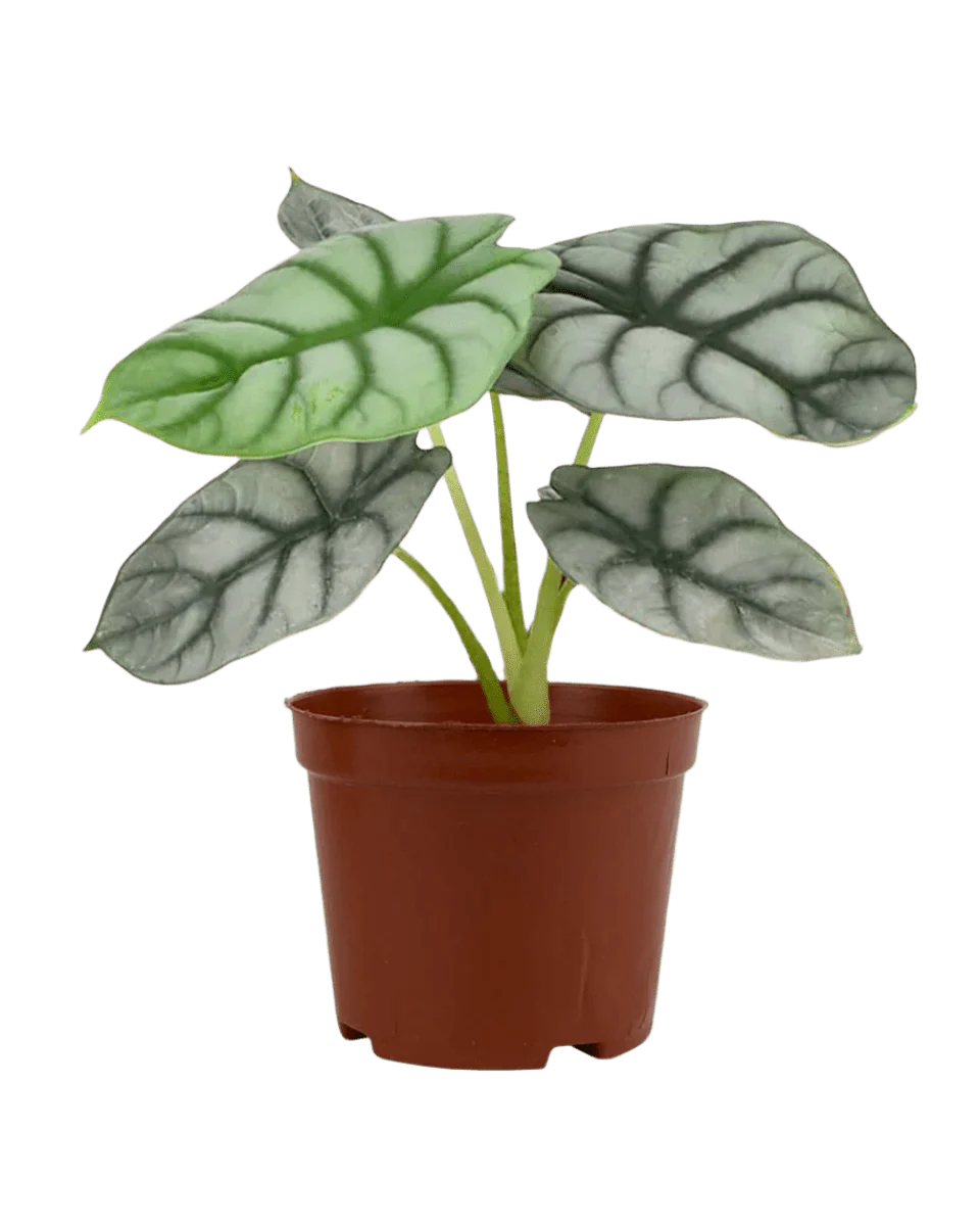 Alocasia Silver Dragon - Image 8