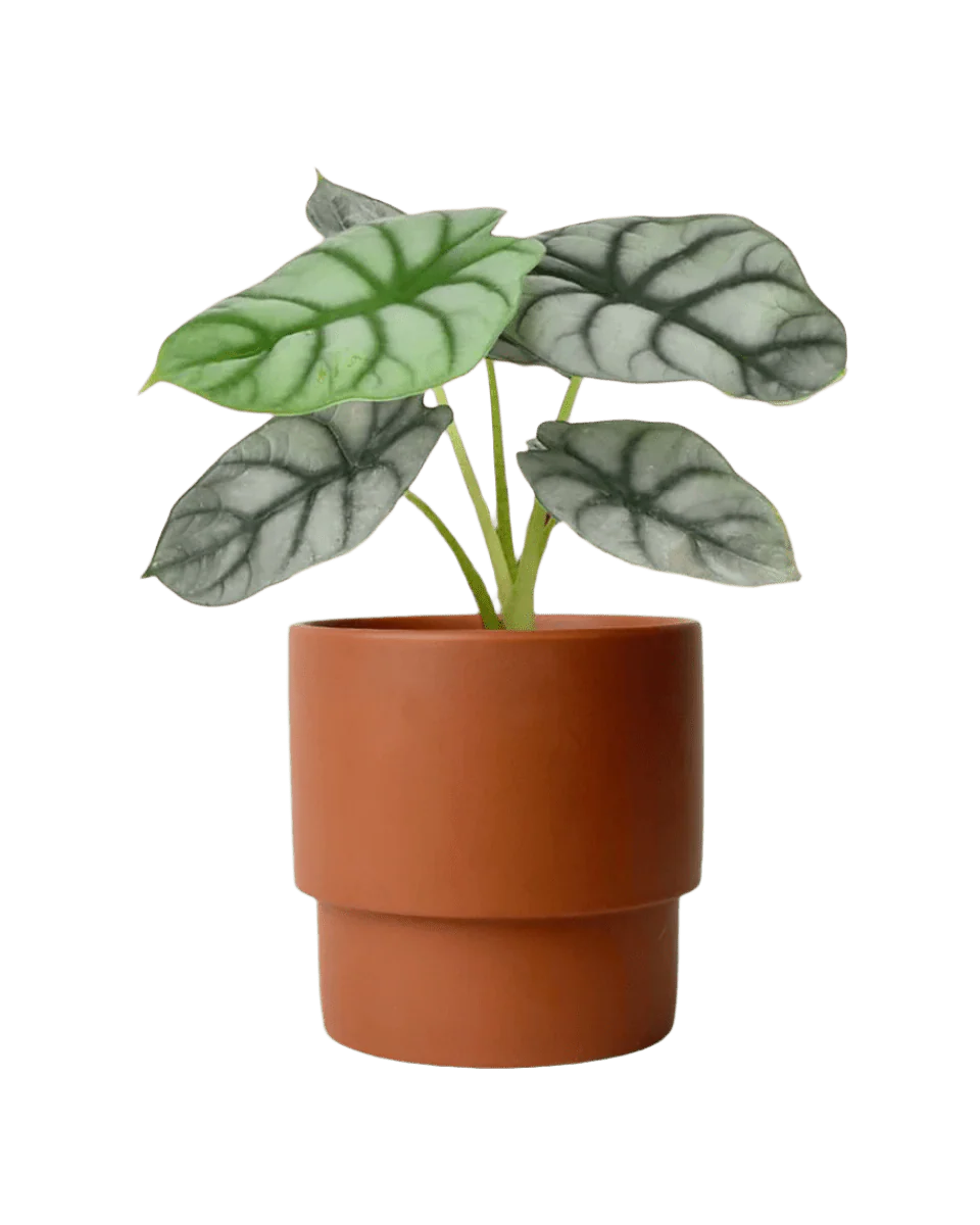 Alocasia Silver Dragon - Image 9