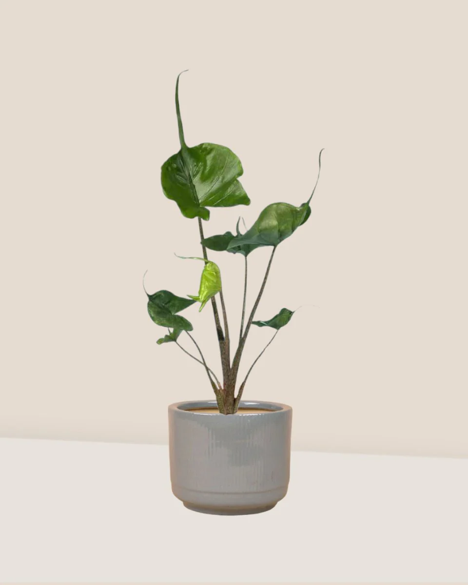 Alocasia Stingray - Image 3