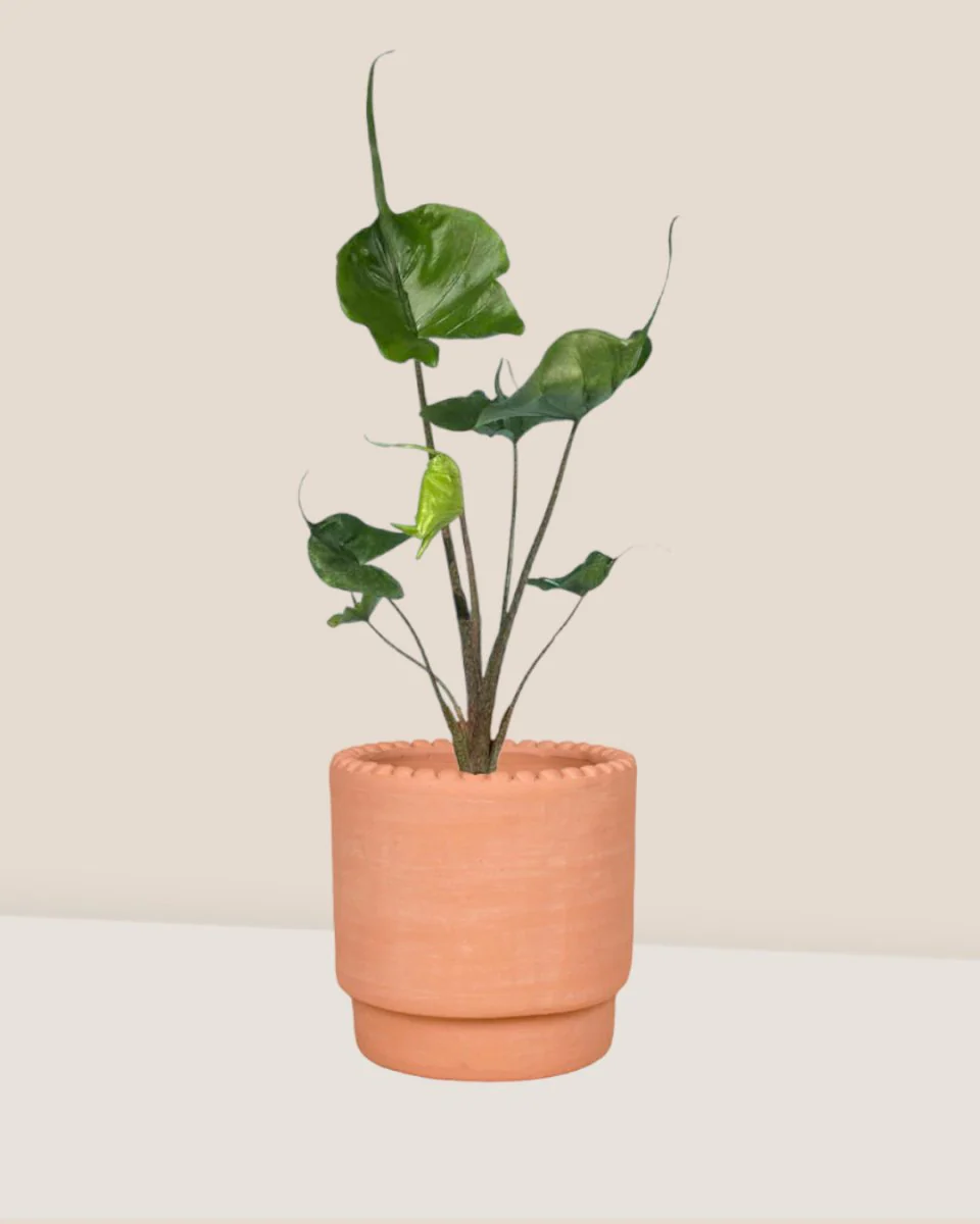 Alocasia Stingray - Image 4