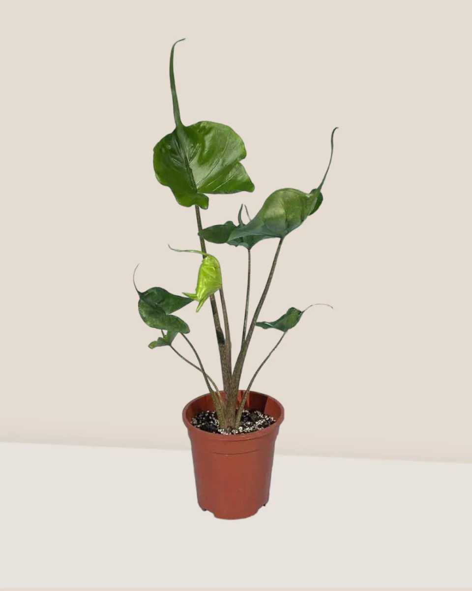 Alocasia Stingray - Image 5