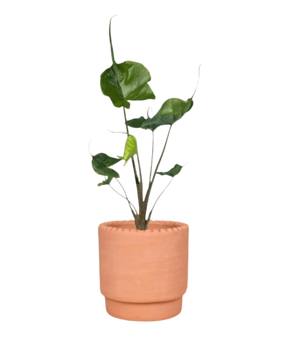 Alocasia Stingray - Image 6