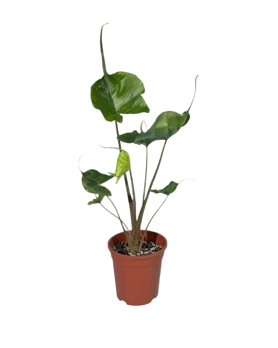 Alocasia Stingray - Image 7