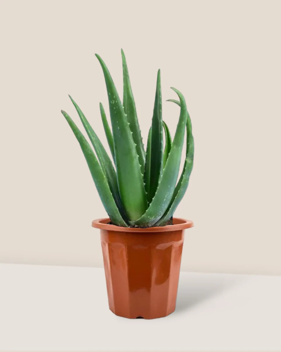 Aloe Vera - Image 10