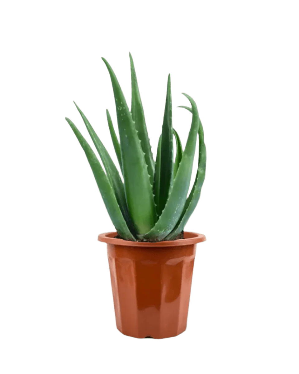 Aloe Vera - Image 11