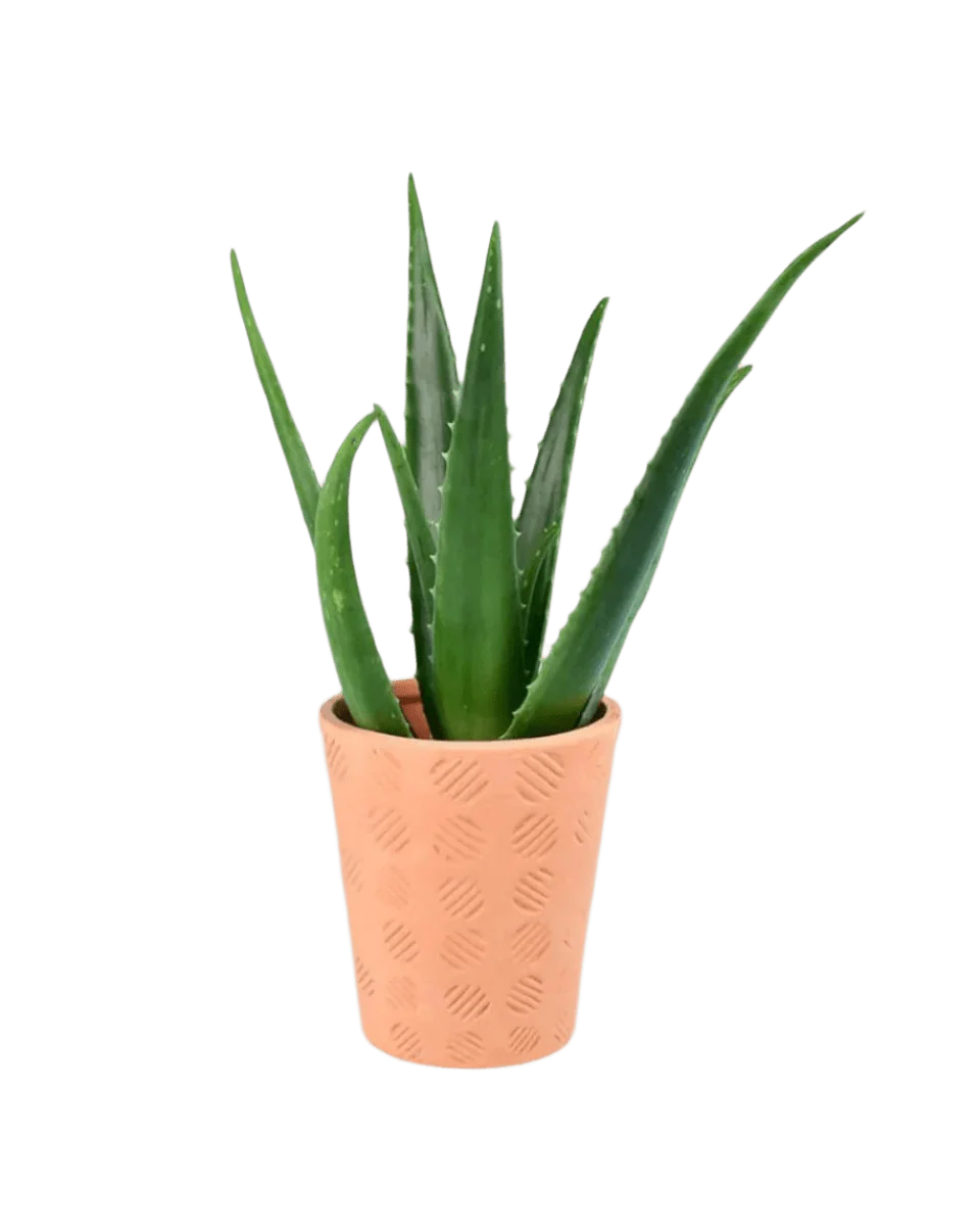 Aloe Vera - Image 12