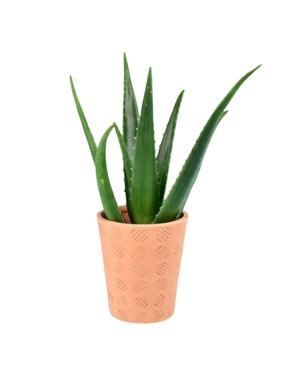 Aloe Vera - Image 7
