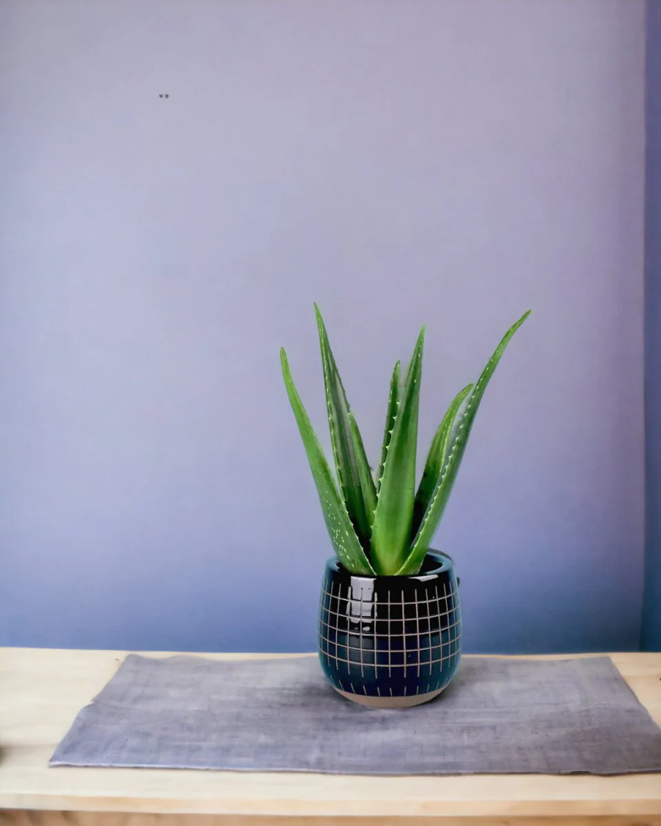 Aloe Vera - Image 8