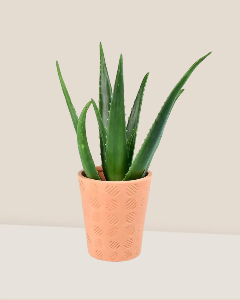 Aloe Vera - Image 9