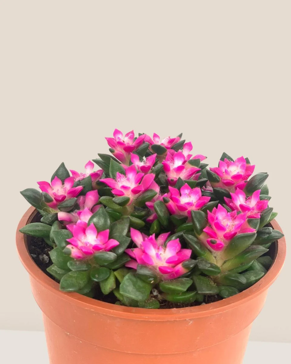 Anacampseros rufescens 'Sunrise' - Image 3