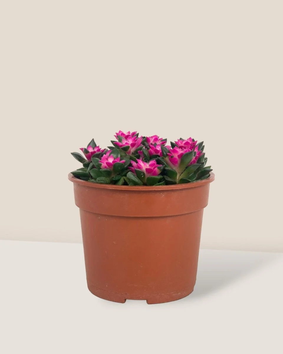 Anacampseros rufescens 'Sunrise' - Image 4