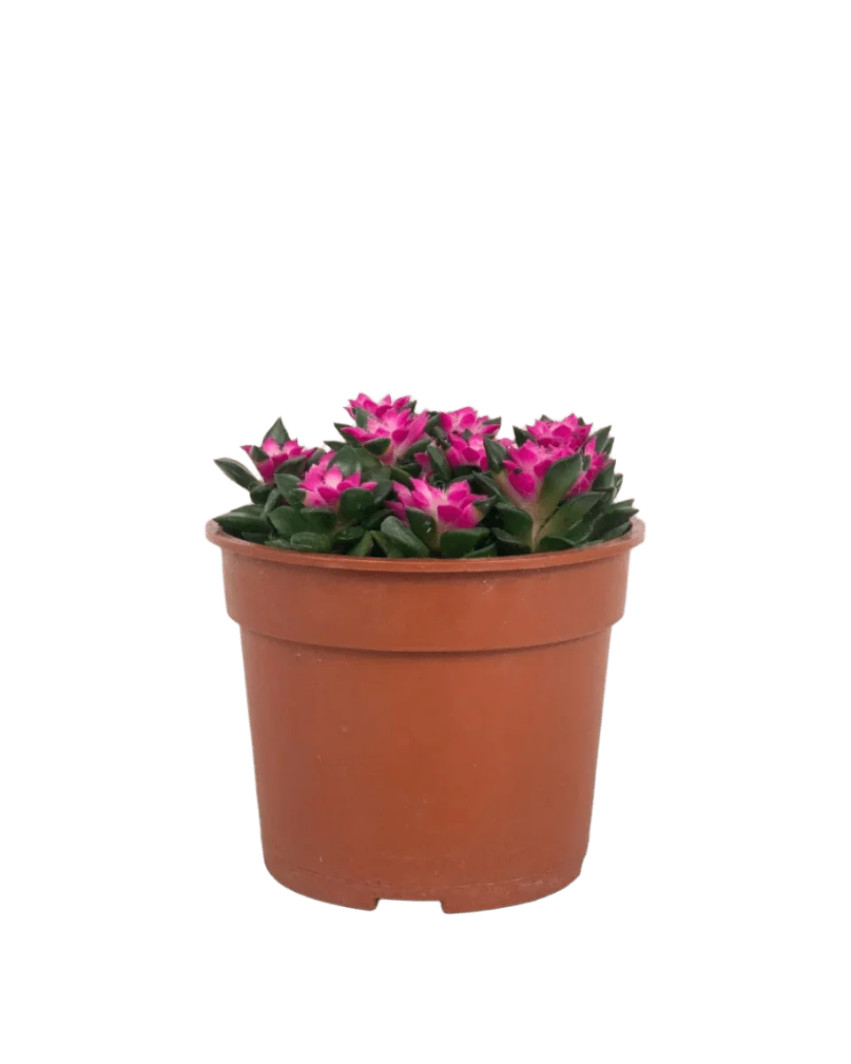 Anacampseros rufescens 'Sunrise' - Image 5
