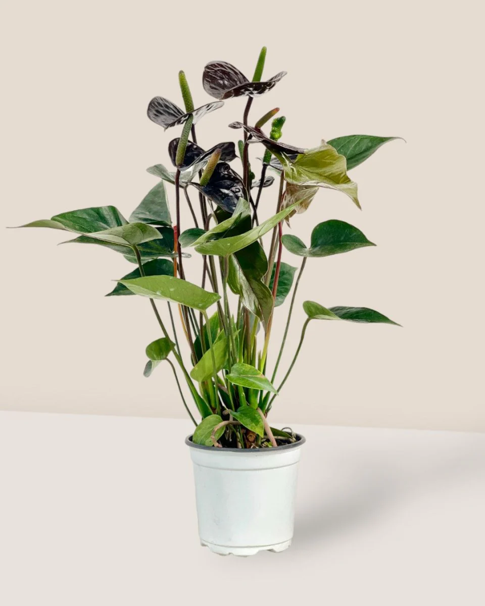 Anthurium Livium Black - Image 3
