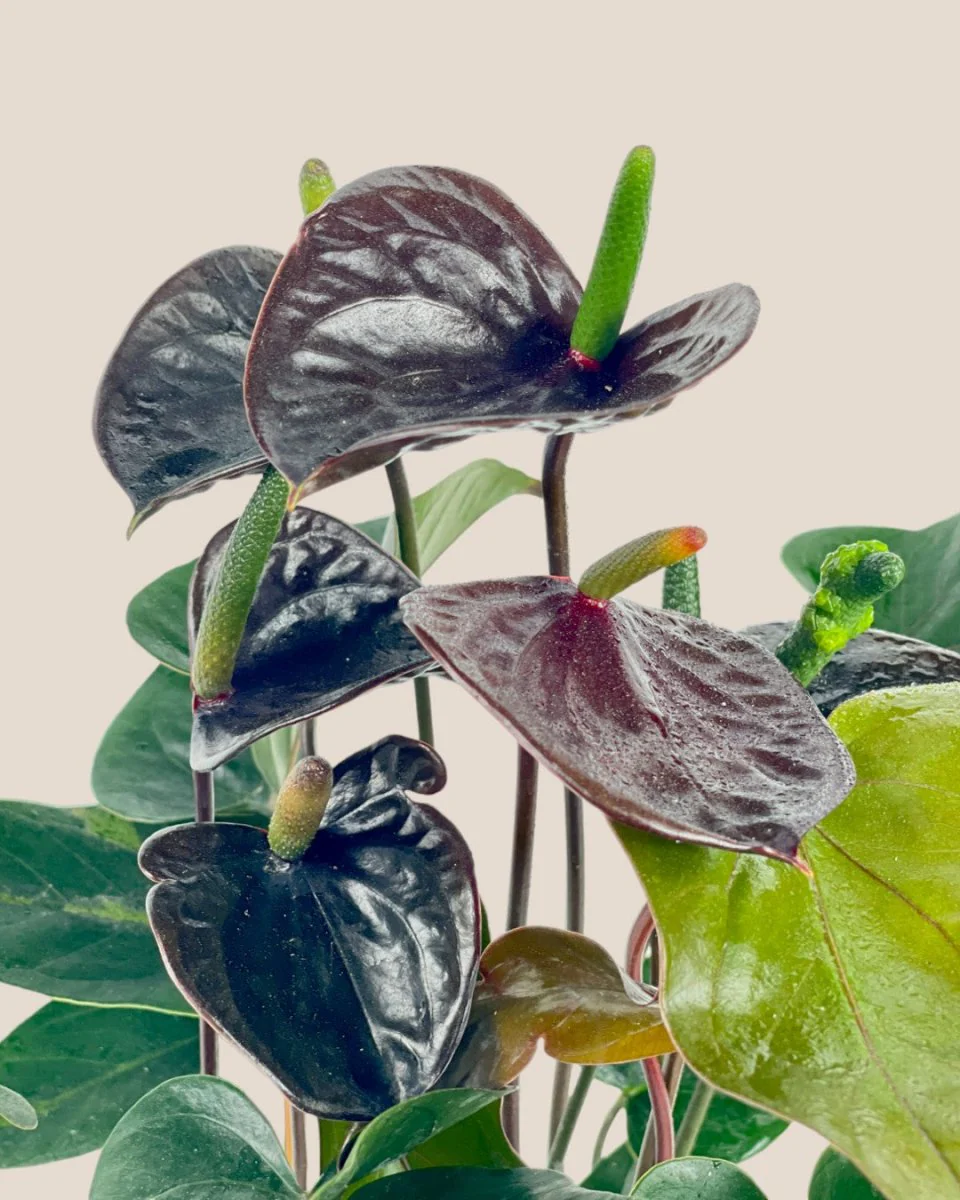 Anthurium Livium Black - Image 4