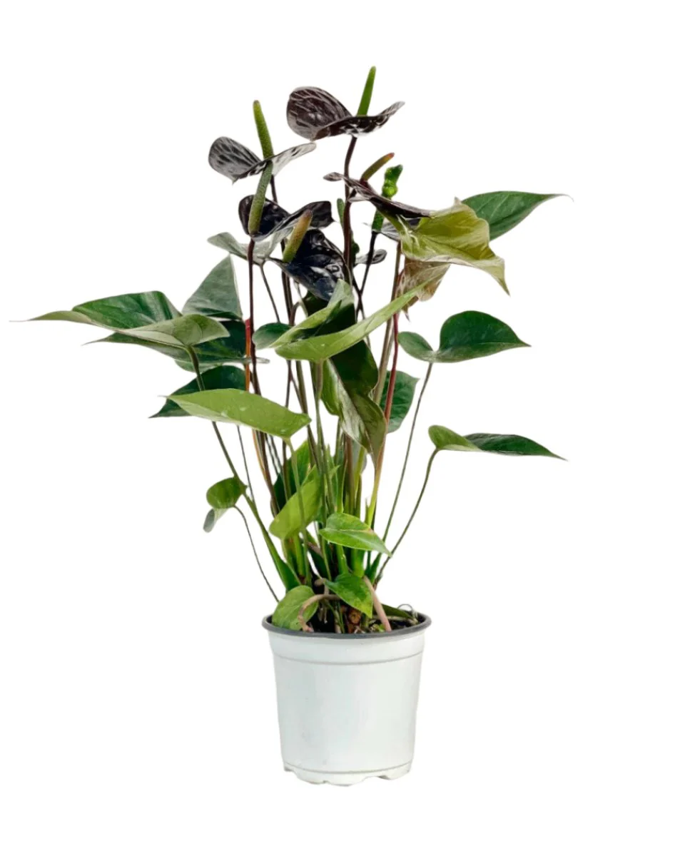 Anthurium Livium Black - Image 5