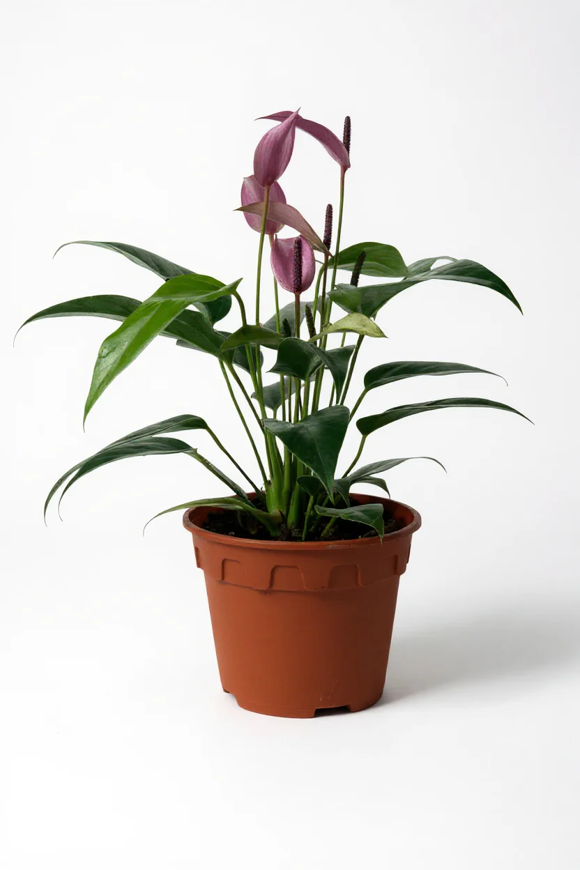 Anthurium Andraeanum "Zizou purple" - Image 6