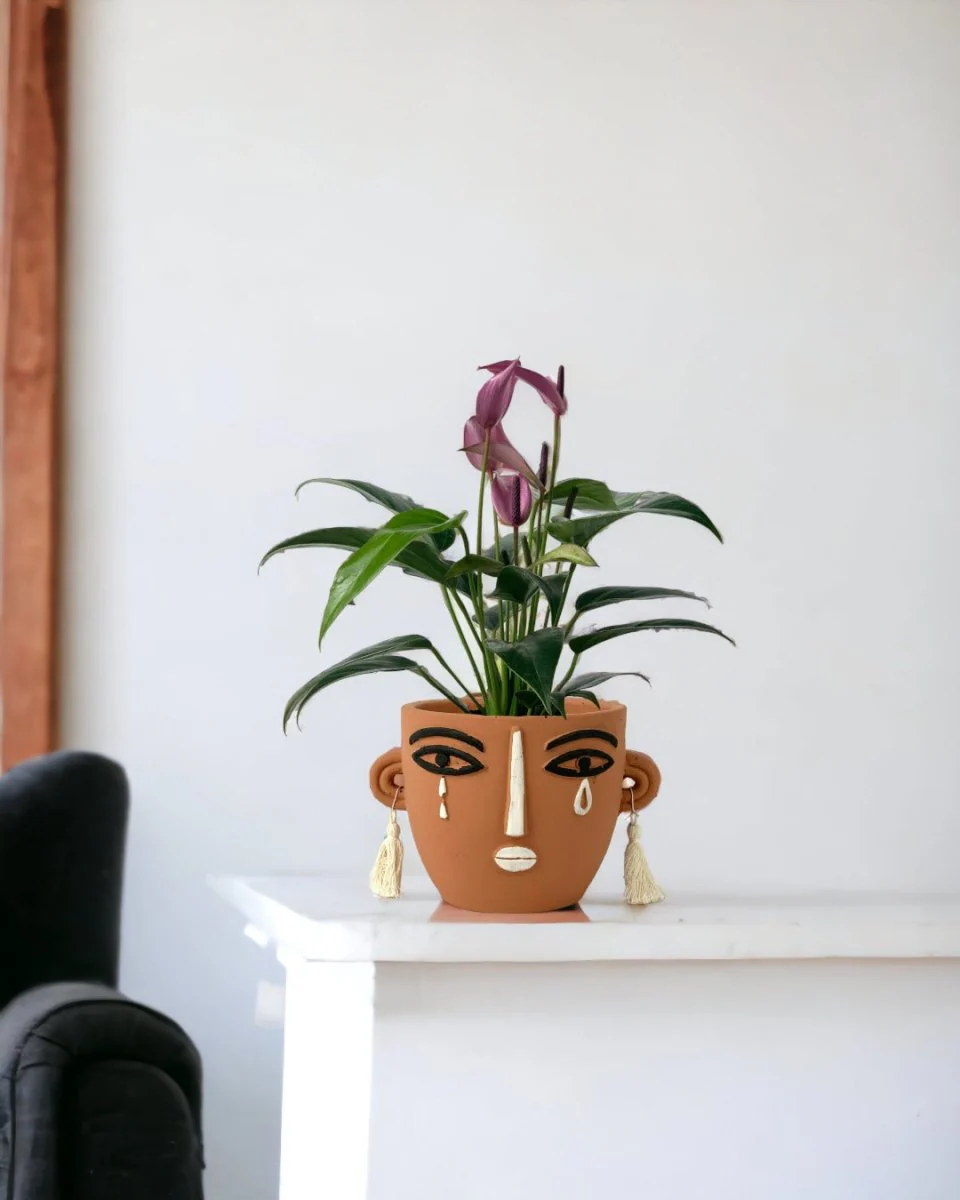 Anthurium Andraeanum "Zizou purple" - Image 8