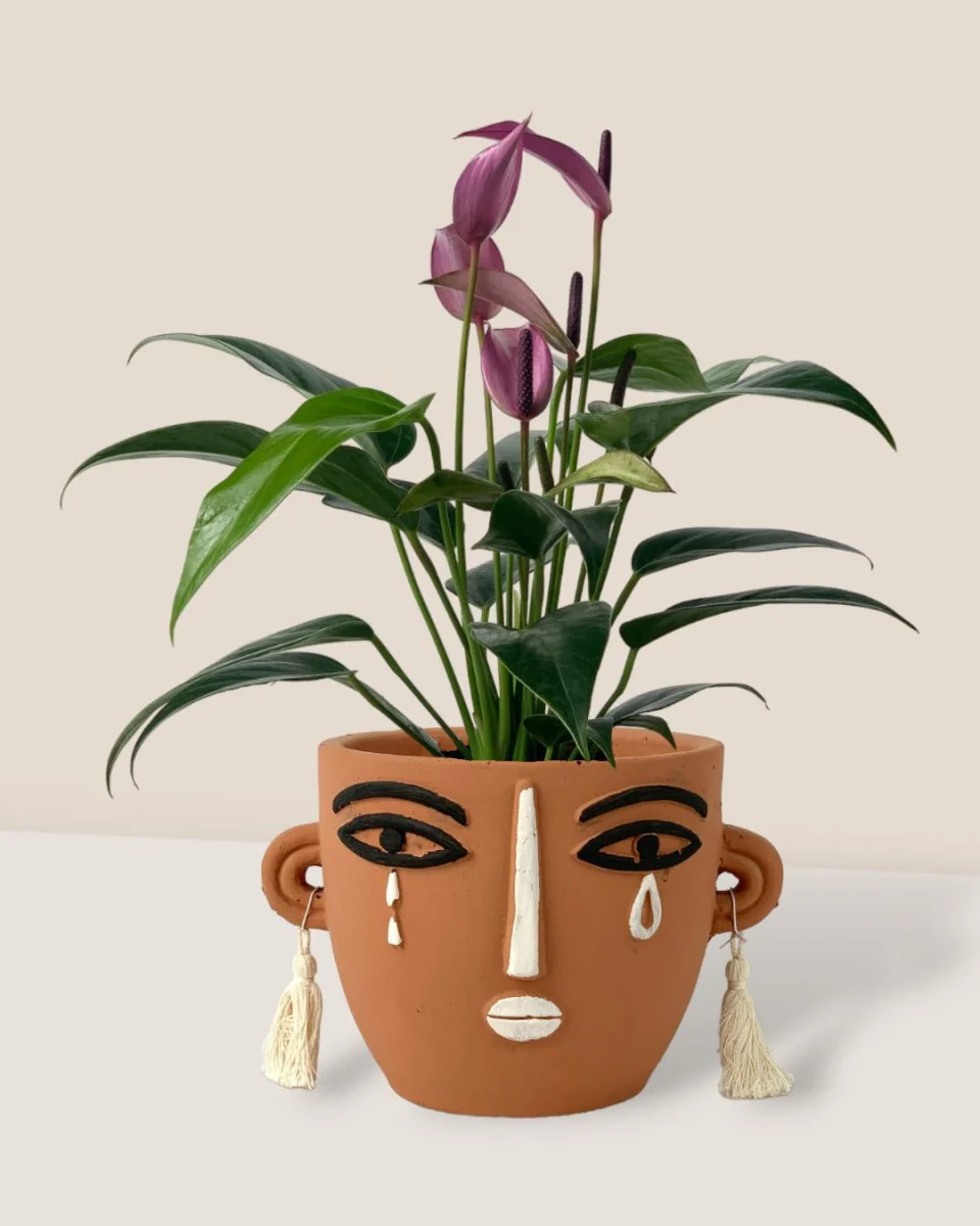 Anthurium Andraeanum "Zizou purple" - Image 9