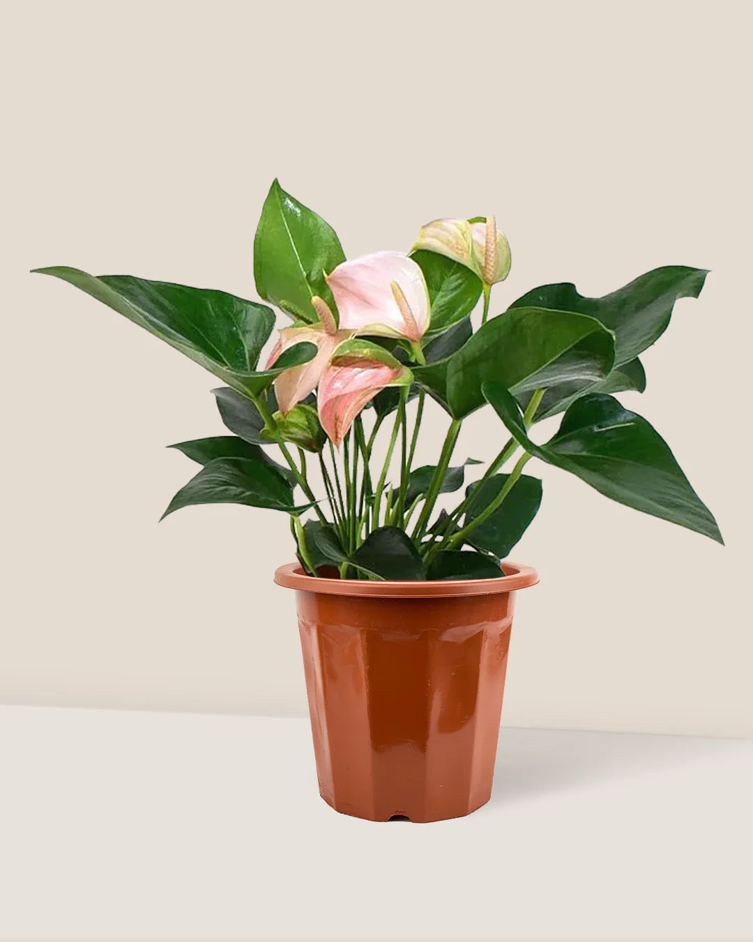 Anthurium Flamingo Pink - Image 10
