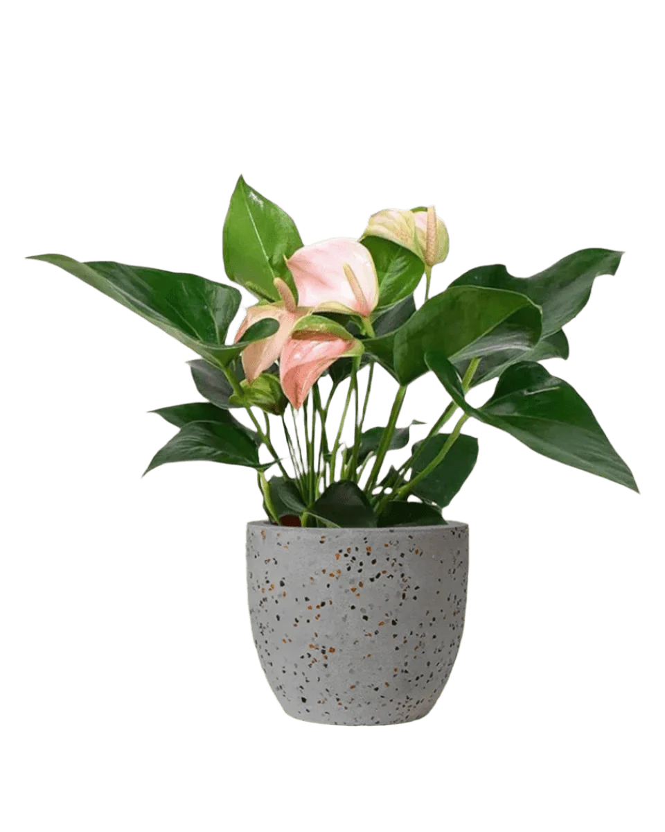 Anthurium Flamingo Pink - Image 11
