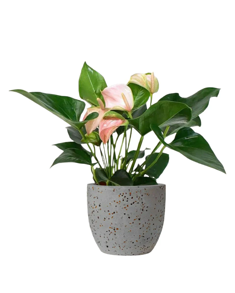 Anthurium Flamingo Pink - Image 12