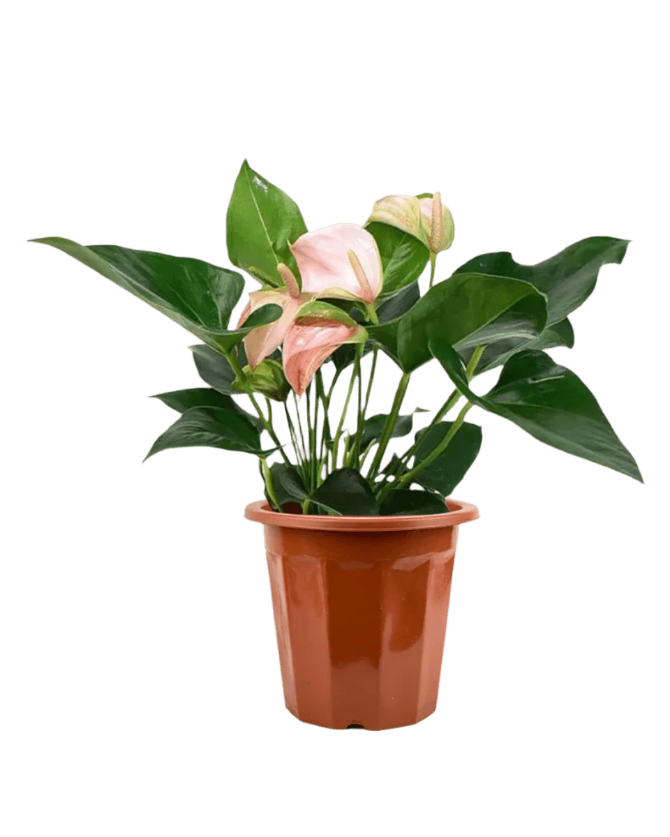 Anthurium Flamingo Pink - Image 13